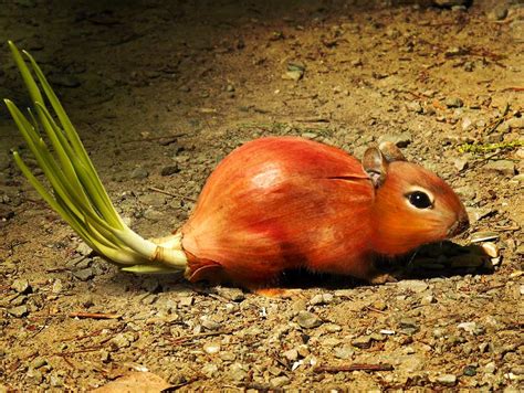 Photoshop Design By Castiza Animal Mashups Cute Animal Memes Animals