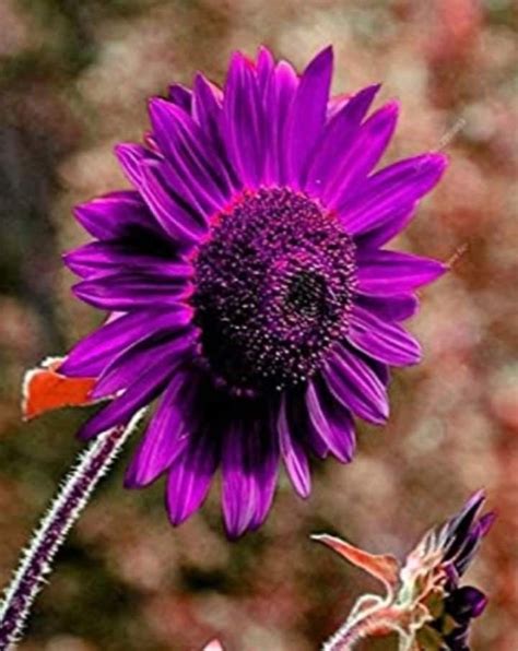 Rare Purple Black Sunflowers 💜🌻 🌻💜🌻 In 2020 Planting Flowers Flower