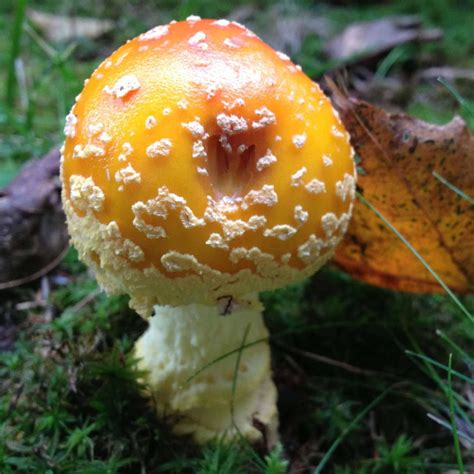Strange Mushroom ID Upstate New York - Mushroom Hunting and ...