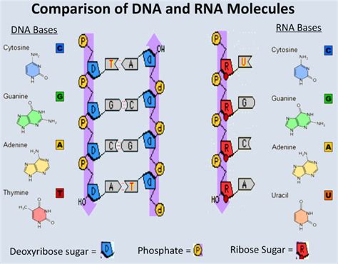 Perbedaan Struktur DNA Dan RNA Apa Saja Kumparan Com