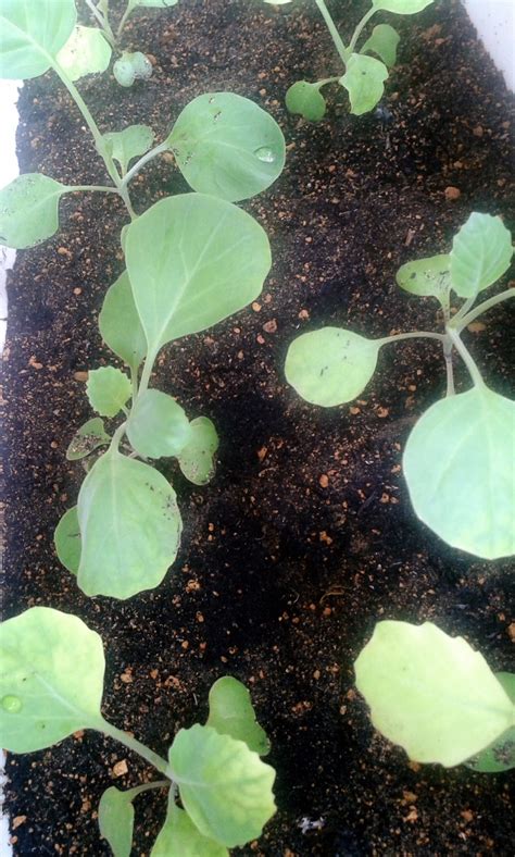 Tumls buncis dan sayur sawi. ..Sepanjang jalan kenangan...: gambar pokok sayur lagi
