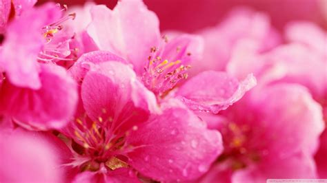 Download Pink Spring Flowers Wallpaper 1920x1080 Wallpoper 438771