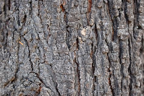 Babul Tree Bark Skin Stock Photo Adobe Stock