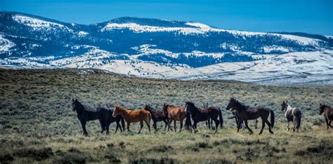 Wild Mustangs Horse Wyoming Stock Image Image Of Wilderness Horses