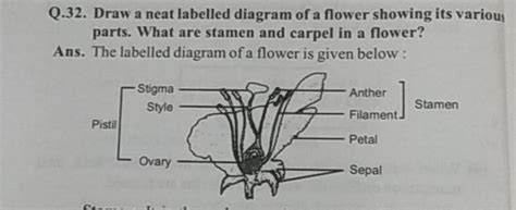 Q Draw A Neat Labelled Diagram Of A Flower Showing Its Various Parts