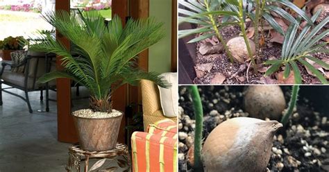 How To Plant Sago Palm Seeds Balcony Garden Web