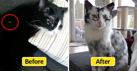 Tuxedo Cats Coat Changes Color Day After Day Due To A Rare Condition
