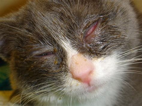 Cure Herpes Virus In Cats — Herpes Free Me