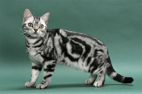 40 Most Beautiful American Shorthair Cat Pictures And Photos