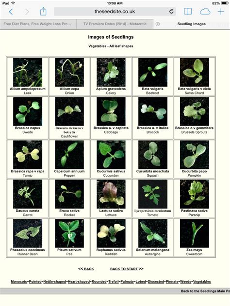 Vegetable Seedling Identification Chart Ukvegseedlingshtml Planting