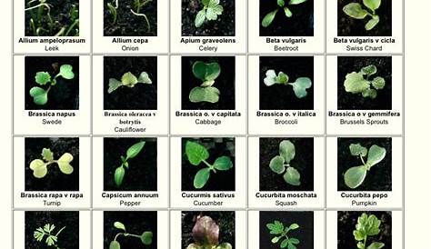 Vegetable Leaf Identification Chart