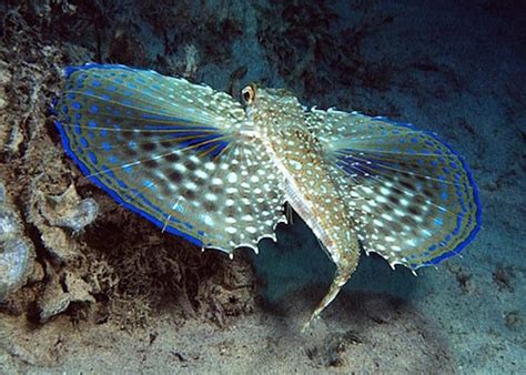 18 Of The Most Mysterious Sea Creatures In Existence