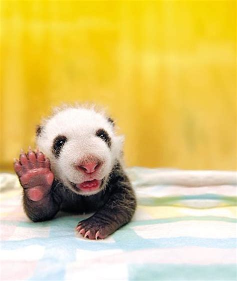50 Incredibly Cute Baby Animal Pictures Around The World Million Feed