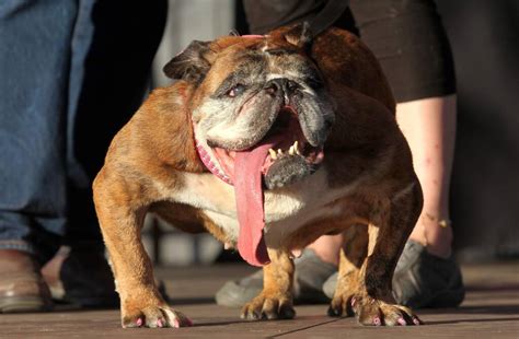 A Look Back At The Worlds Ugliest Dog Contest At The Sonoma Marin Fair