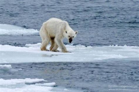 Smutna Przyszłość Niedźwiedzi Polarnych