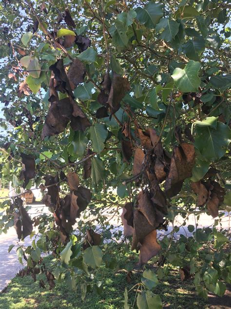 New growth such as fruits, flowers and shoots are most vulnerable. Bradford pear under fire from bacterial disease
