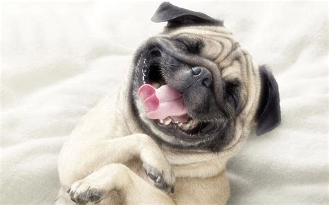 Smiling Pug Wallpaper Smiling Animals Funny Dog Pictures Funny Dog