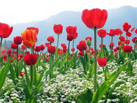 You will definitely choose from a huge number of pictures that option that will suit you exactly! Desktop Best Flower Wallpapers : Wallpapers13.com