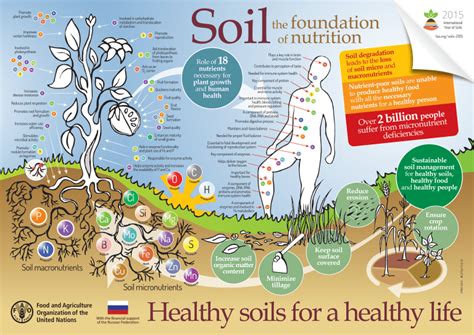 Soil Microbes Unseen But Essential