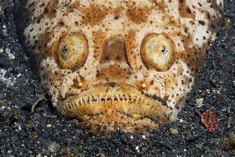 10 Creepy Creatures Of The Deep