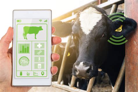 Livestock Monitoring In Agriculture Using IoT Al Ardh Alkhadra Home