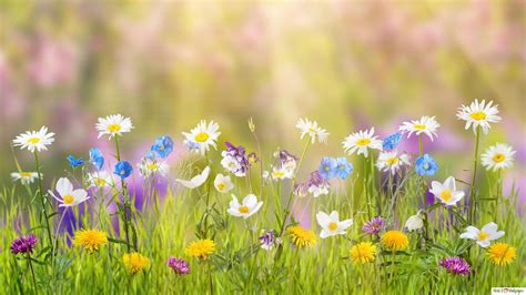 Spring Meadow 4k Wallpaper Download