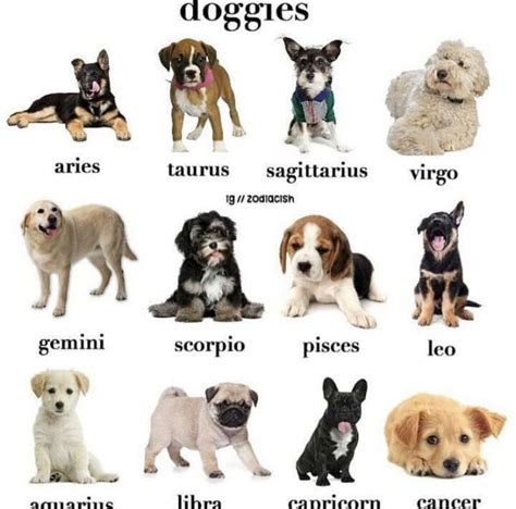 Pin By Nataly Moran On Zodiac Signs Zodiac Signs Animals Dog Zodiac