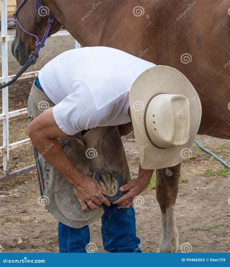 Horse Ferrier Shoeing Stock Image Image Of Clippers 99466563