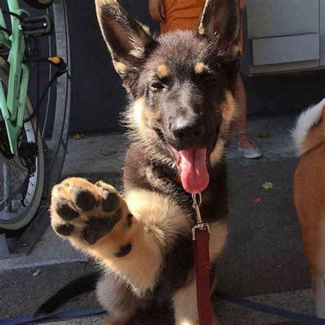 Hello Sweet Baby And High Five To You Too German Shepherd Puppy