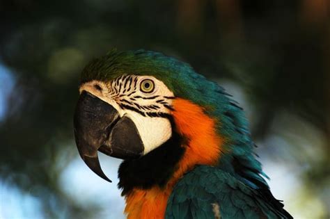 Play on all your computers and mobiles, online or offline, 30'000 puzzles with up to thousands of pieces: Parrot | National geographic photos, National geographic ...