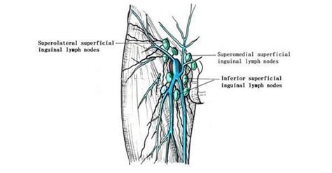 This diagram depicts groin muscle anatomy and explains the details of groin muscle anatomy. Inguinal lymph node - www.medicoapps.org