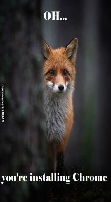 Link to the online chapter test. Firefox | Animals, Cute animals, Fox