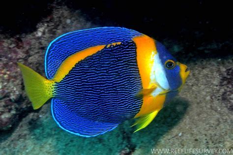 Blueface Angelfish Wallpaper 19184 Baltana