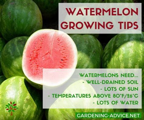 Growing Watermelons Learn The Tricks And How To S How To Grow Watermelon Watermelon