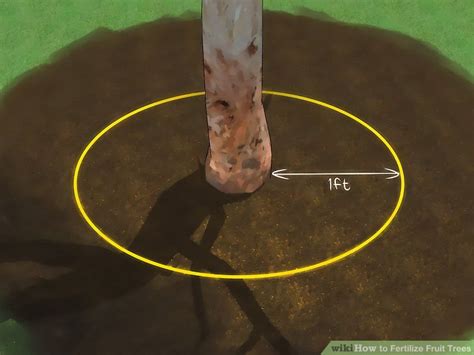 The best fertilizers for your fruit trees. Fruit Tree Fertilizer Ratio | Cromalinsupport