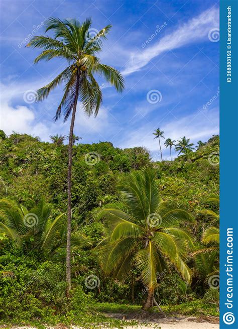 Coconut Trees And Forest At Itacarezinho Beach Stock Photo Image Of