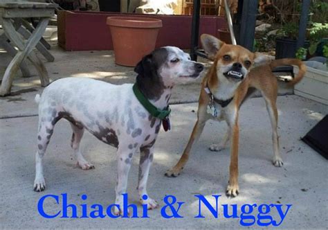 Lap Dog Rescue Of New Mexico Nonprofit In Tijeras Nm Volunteer Read