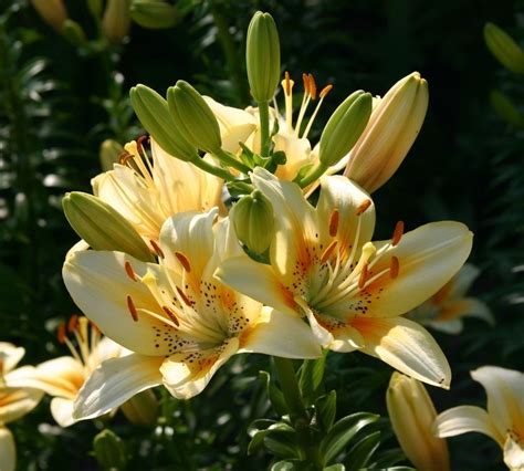 Savannah Verdon Types Of Lily Flowers List List Of 50 Different