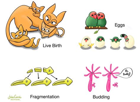 Biology Basics How Animals Reproduce — Jolie Canoli