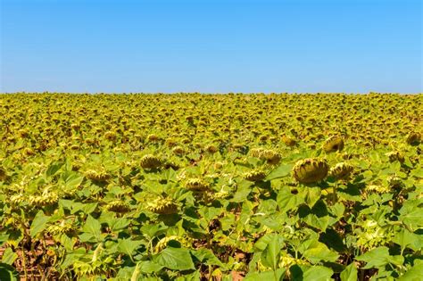 Field With Sunflowers Against A Blue Sky Stock Photo Image Of Crop