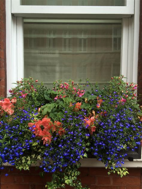 The 5 best tall plants and flowers for the back of a window box. 31 of the Best Window Boxes in London (With images ...