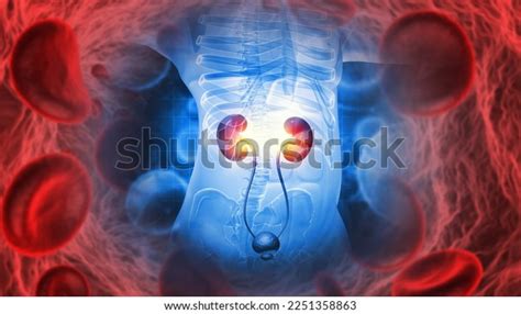 Human Kidney Medical Diagram Anatomy Kidney Stock Illustration