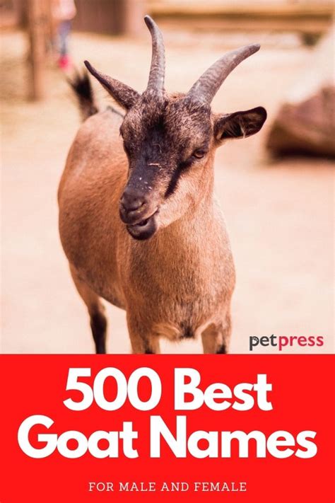Goat Names The 500 Most Popular Names For Goats