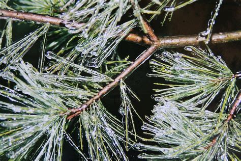 Free Images Tree Branch Cold Leaf Frost Ice Evergreen Botany