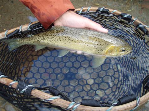 Beautiful Cutthroat Trout In Glacier National Park Fish Fly Fishing