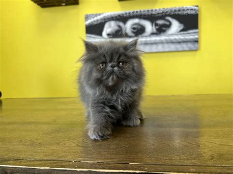 Westchester Puppies And Kittens Persian Kittens For Sale New York