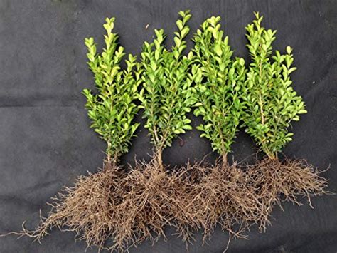 How To Plant A Buxus Hedge Bare Root And Potted Box Uk