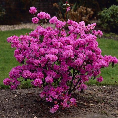 Rhododendron Praecox Evergreen Shrubs Garden Shrubs Trees To Plant