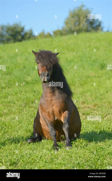 Shetland Pony Sitting In A Meadow Stock Photo Alamy