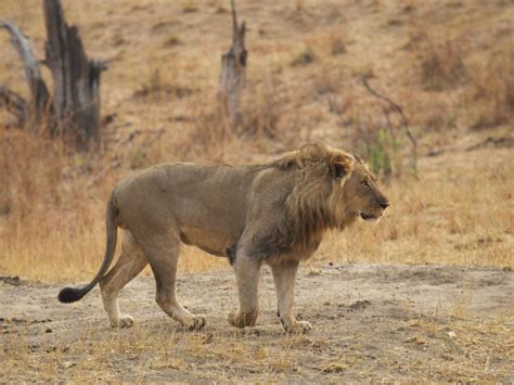 Le Lion Menacé De Disparition Dans De Nombreuses Régions Dafrique